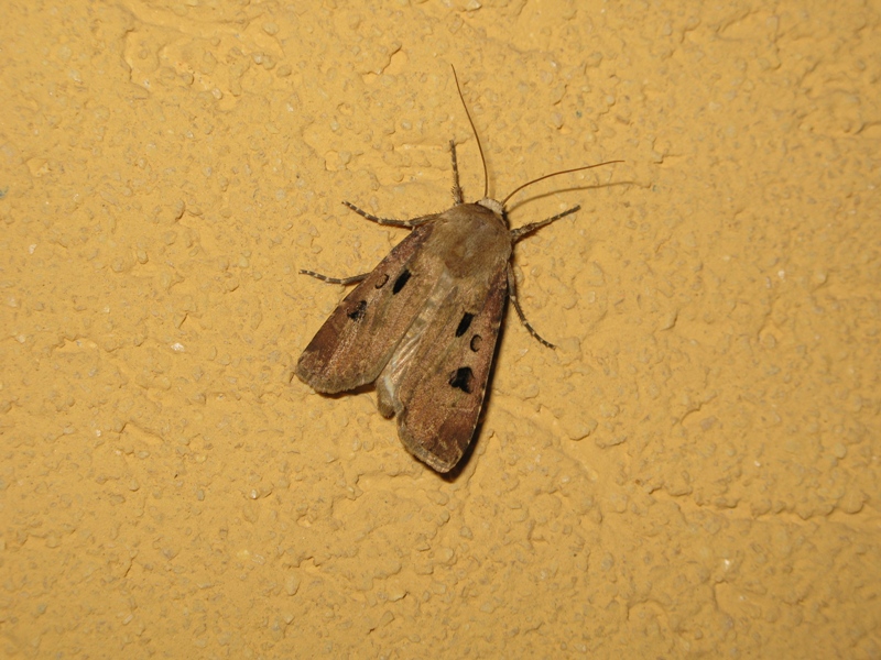 AGROTIS ECLAMATIONIS?